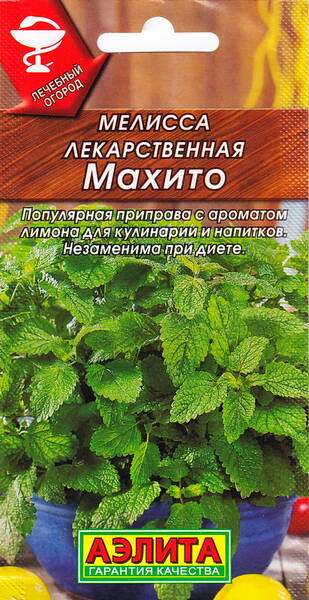 Harilik meliss "Majito" Harilik meliss "Majito"