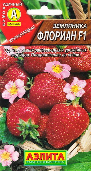 Fraise à gros fruits « Florian » F1 Fraise à gros fruits « Florian » F1