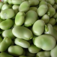 Field bean