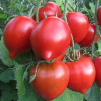 Suureviljalised tomatid
