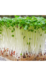 Микрозелень: Семена для проращивания