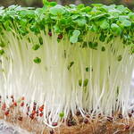 Micro Greens: seemned idandamiseks