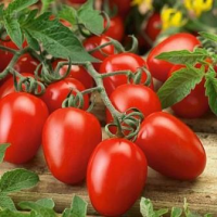 Madalad tomatid