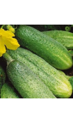 Cucumber (bee-pollinated)