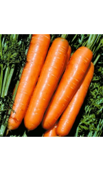 Late-ripening carrot
