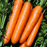 Late-ripening carrot