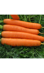 Varhaiset porkkanat