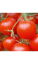 Keskmise kõrgusega tomatid