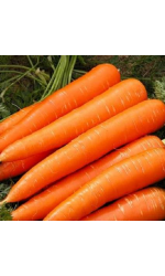 Keskivarhainen porkkanat