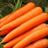 Mid-season carrots