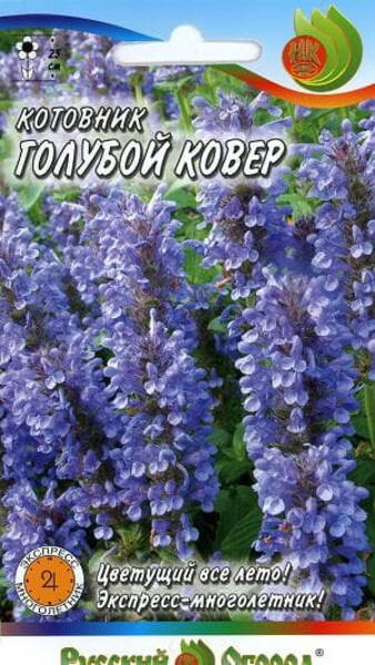 Axnepeta "Blue Carpet"