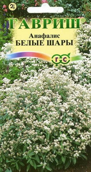 Анафалис жемчужный (Anaphalis margaritacea)