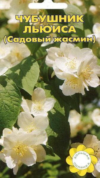 Lewisi ebajasmiin Philadelphus lewisii