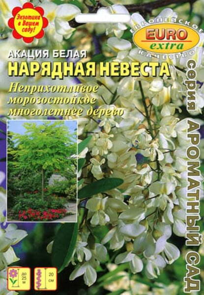 Harilik robiinia ("valge akaatsia") "Narjadnaja Nevesta" Robinia pseudoacacia