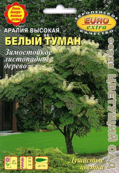 Mandžuuria araalia (kuradipuu) "Valge udu" Aralia elata