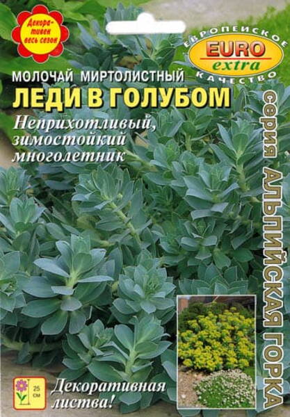 Mürt-piimalill "Lady in Blue" Euphorbia myrsinites