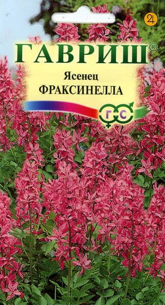 Moosesepõõsas "Fraxinella" Dictamnus fraxinella
