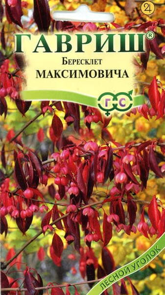 Maximowiczi kikkapuu Euonymus maximowicziana