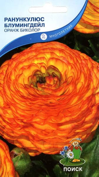 Crowfoot "Bloomingdale Orange Bicolor" (Persian Buttercup)