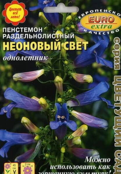  Foothill penstemon "Electric Blue"