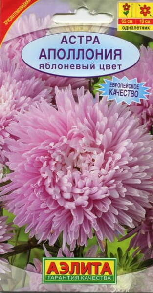 Астра хризантемовидная "Аполлония Яблоневый цвет" Астра хризантемовидная "Аполлония Яблоневый цвет"