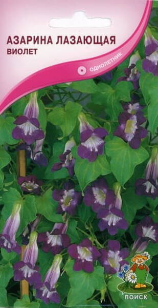 Kal Maurandia "Violet"