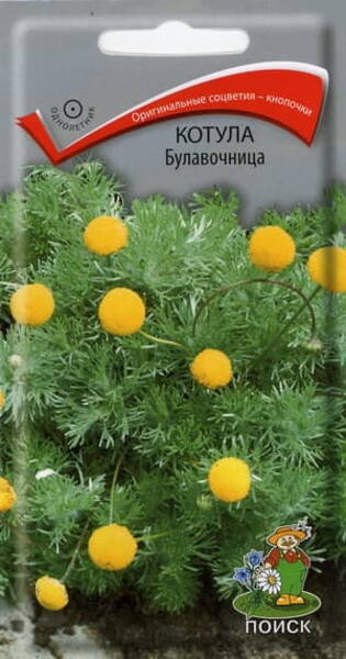 Ладонник "Булавочница" (Котула барбата) Cotula barbata