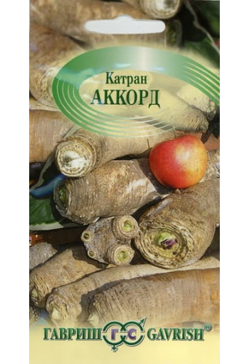 Tartar Bread-plant "Accord"