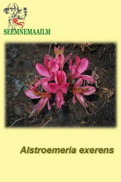 Альстрёмерия (Inkaliilia) Alstroemeria exerens