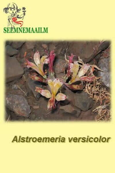 Alstroemeria versicolor