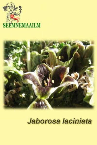 Jaborosa laciniata