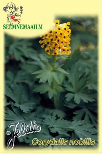 Vääris-lõokannus Corydalis nobilis
