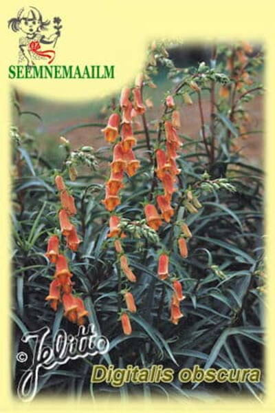 Willow Leaf Foxglove "Sunset"