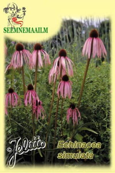 Эхинацея обманчивая (симулирующая) Echinacea pallida var. simulata