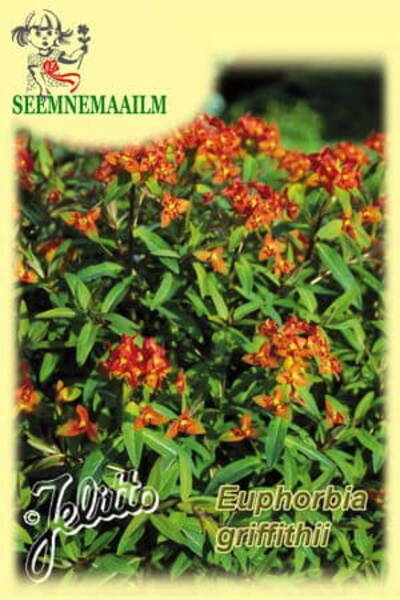 Griffithi piiimalill Euphorbia griffithii