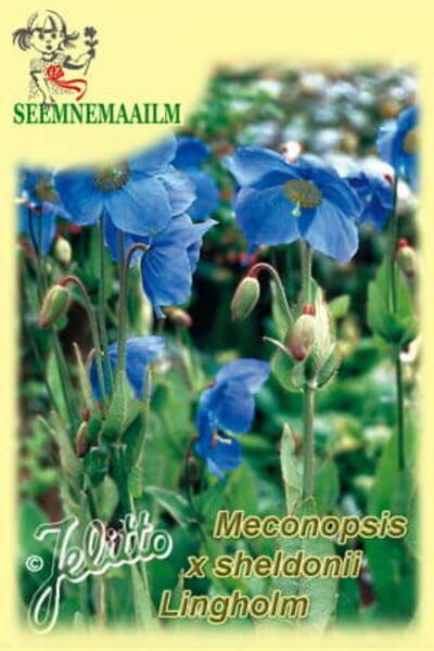 Suur ebamagun ''Lingholm'' Meconopsis x sheldonii
