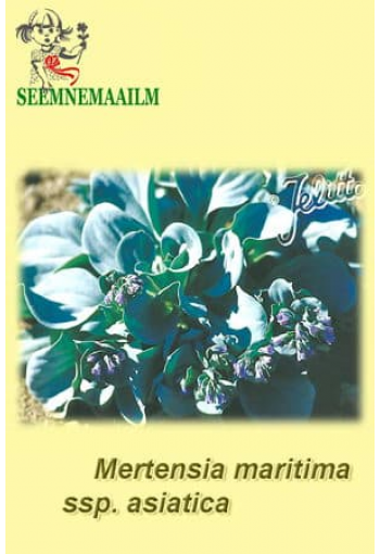 Мертензия азиатская "Серебристый Океан" Mertensia maritima subsp. asiatica