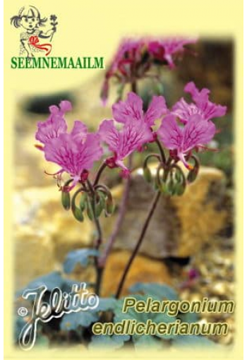 Пеларгония Эндлихера Pelargonium endlicherianum 