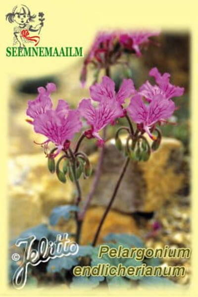 Turkinpelargoni