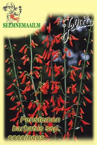 Beardtongue "Jingle Bells" (Scarlet Bugler)