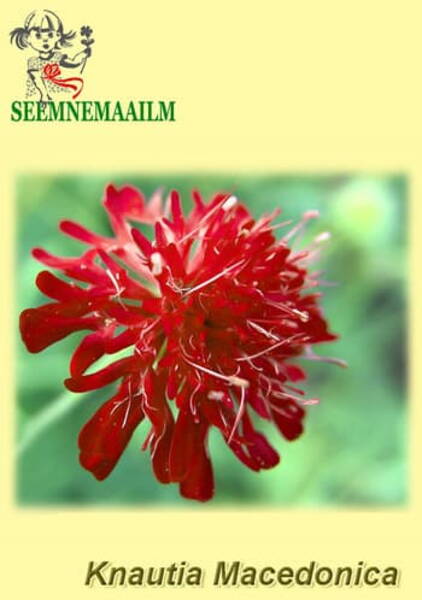 Makedoonia äiatar "Red Knight" Knautia macedonica