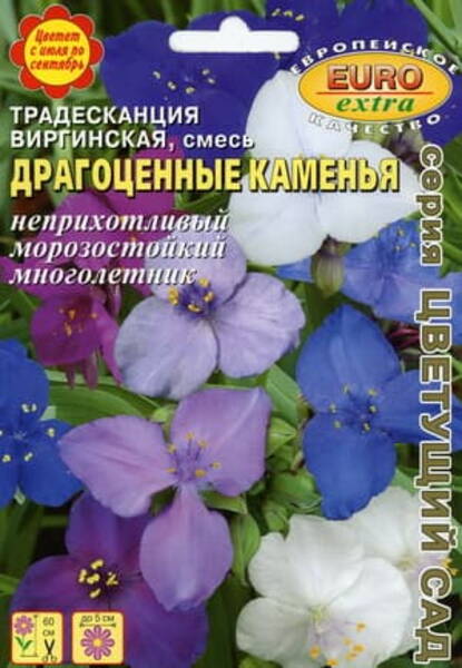 Традесканция виргинская "Драгоценные каменья" (Tradescantia virginiana)