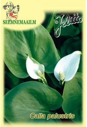 Wild calla lily (bog arum)