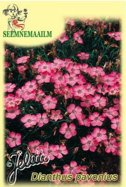 Гвоздика павлинья (забытая) Dianthus pavonius