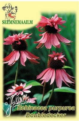 Siilkübar punane "Doubledecker" Echinacea purpurea