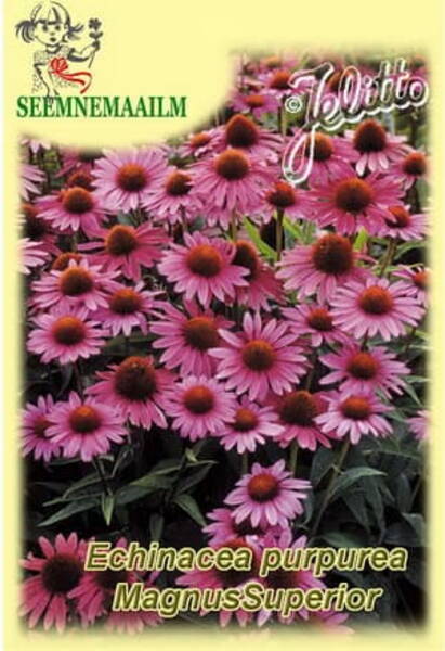 Eastern purple coneflower "Magnus Superior" (Sampson root, comb-flower, Echinacea purpurea)