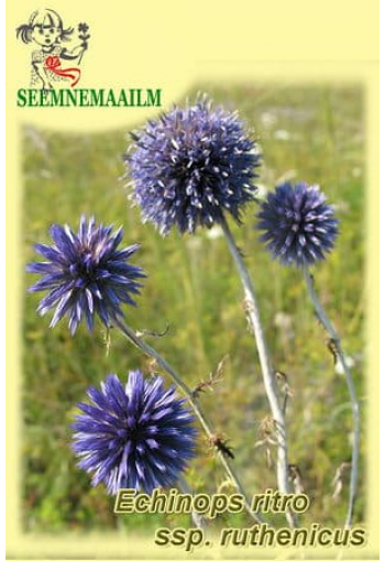 Мордовник русский "Platinum Blue" Echinops ritro ssp. ruthenicus