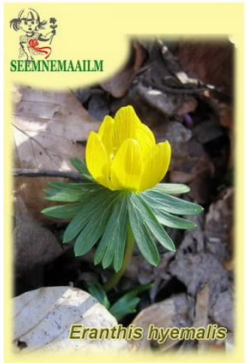 Весенник зимний (Эрантис) Eranthis hyemalis