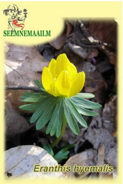 Winter aconite