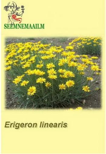 Мелколепестник линейный (Эригерон) Erigeron linearis